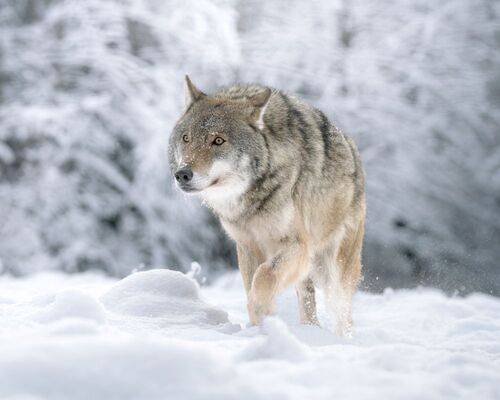 Волк и зимний снежный день