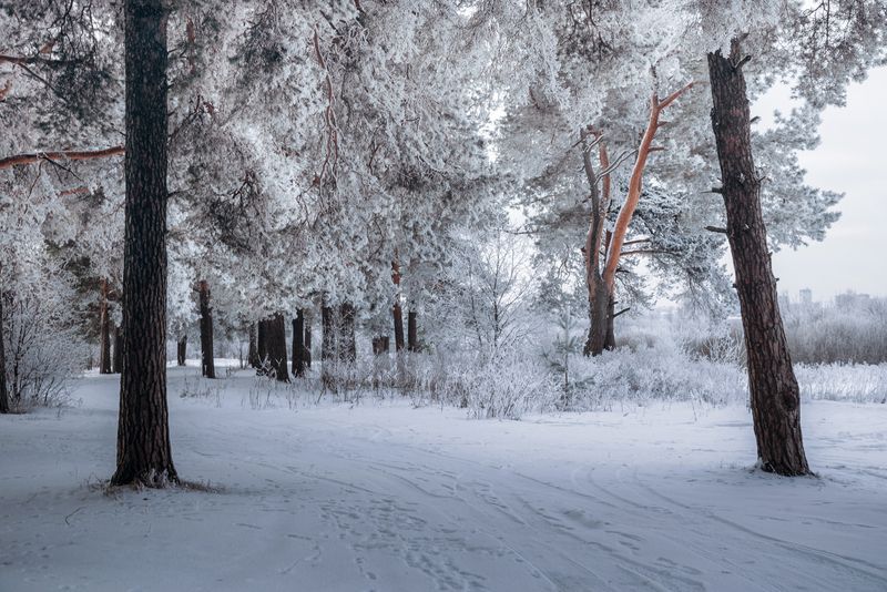 дорога через лес фото превью