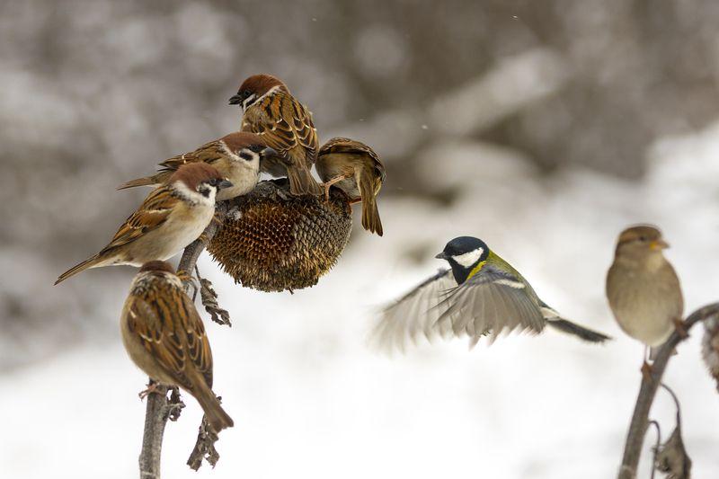 Сложное пропитание зимой фото превью