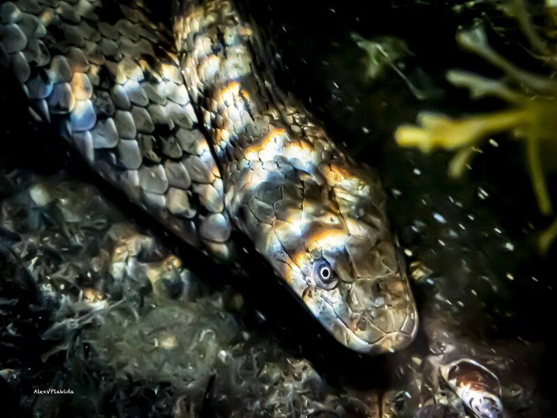 Немигающий взгляд символа 2025 фото превью