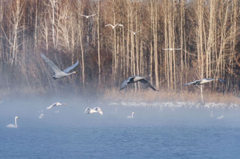 Лебединая зимняя гавань … Swan winter harbor ... фото превью