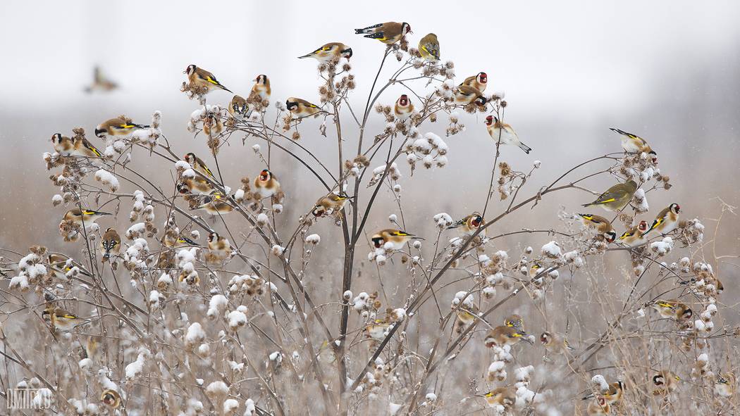, Дмитрий Доронин