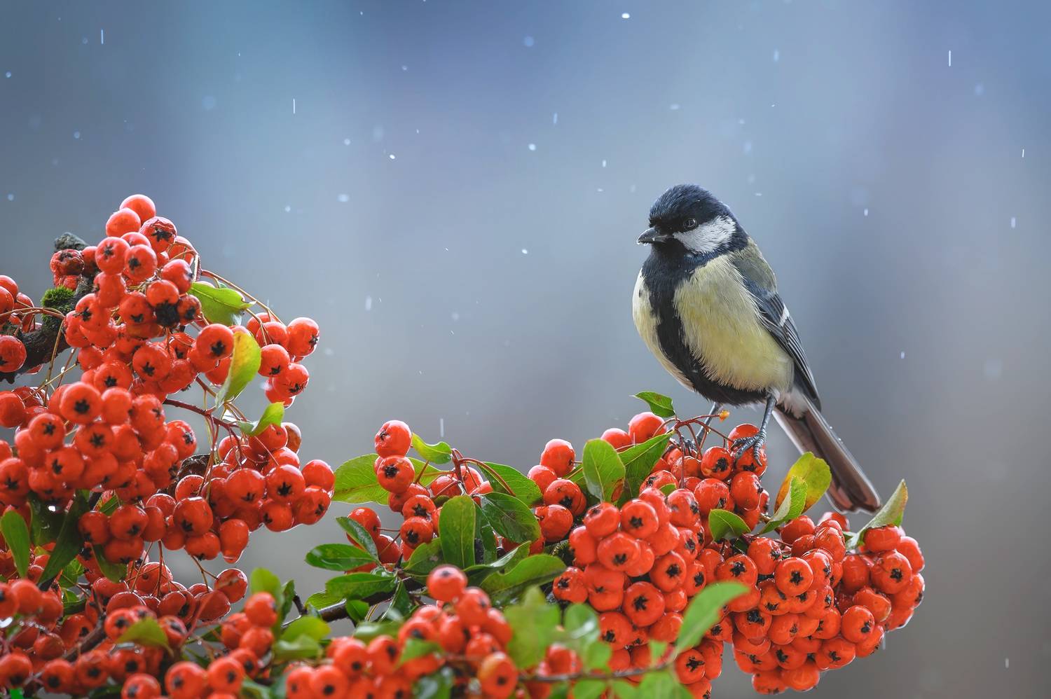 фотоохота, птица, синица, зима, птицы, Медведева Светлана