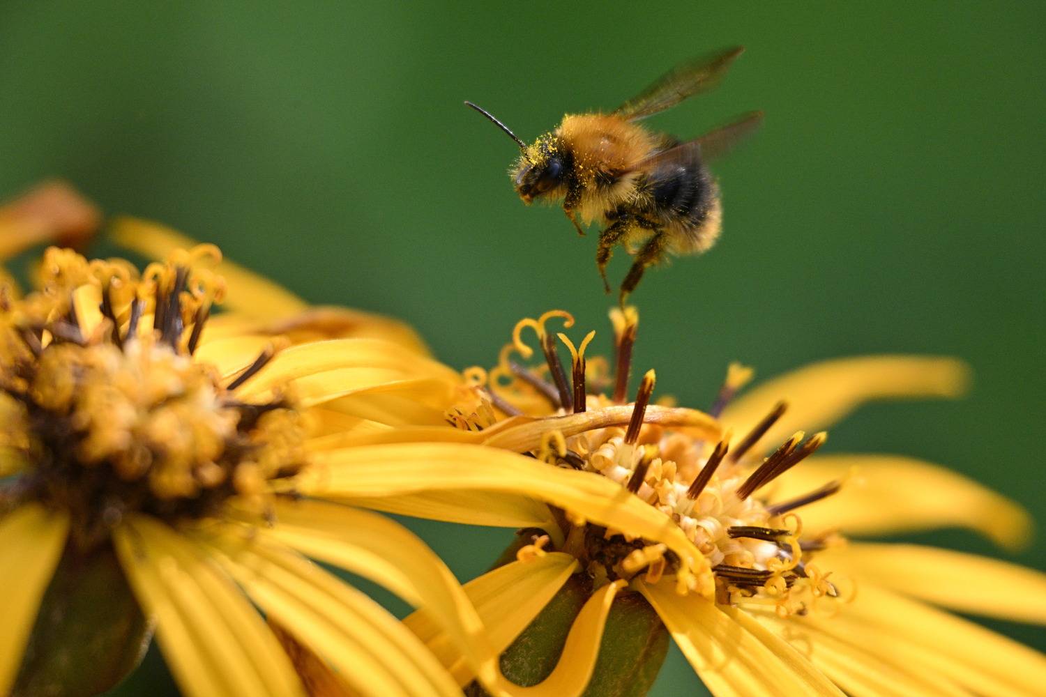 шмель летящий полёт желтый цветок, Дмитрий Ткаченко
