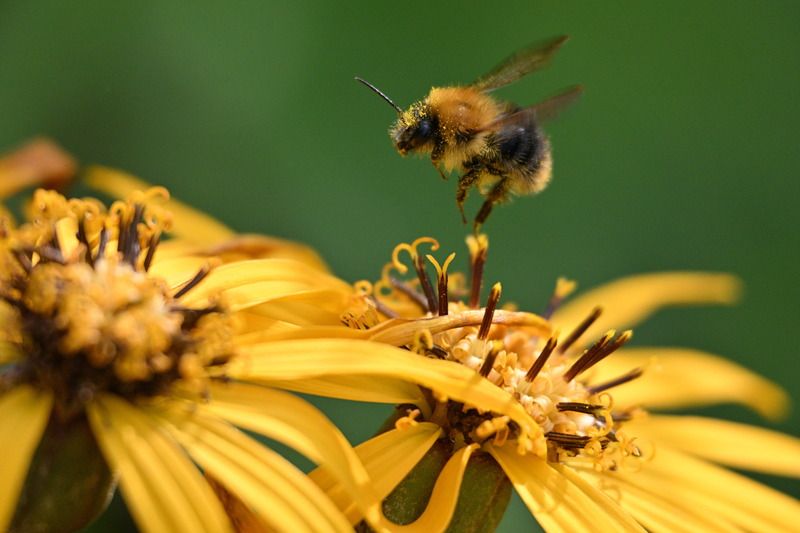 шмель летящий полёт желтый цветок Посадка шмеля фото превью