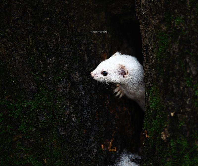 Ласка Ласка фото превью