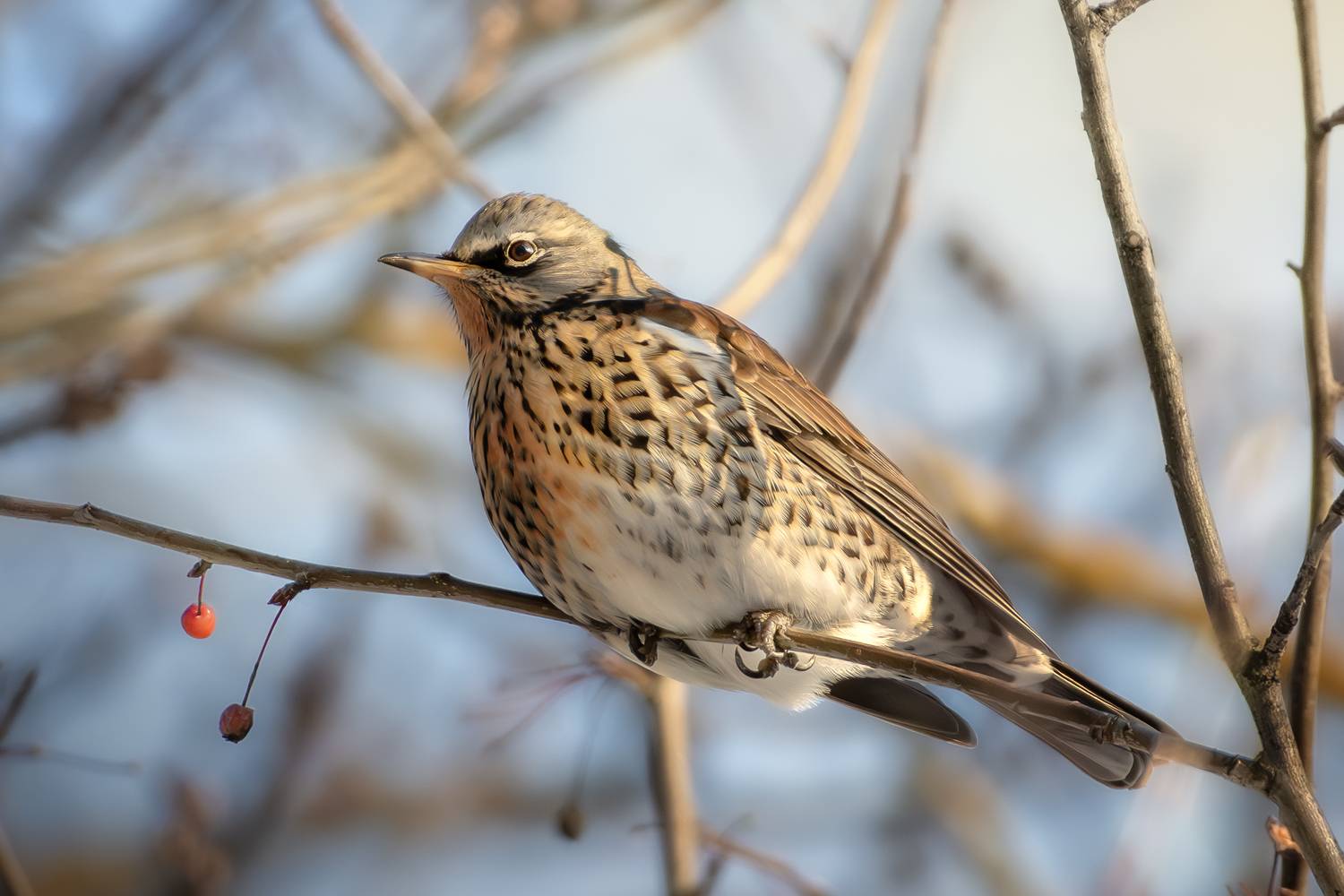 wildlife, birdwatching, nature, bird photography, птица, фотоохота, природа, рябинник, дрозд-рябинник, Полина Шальнева