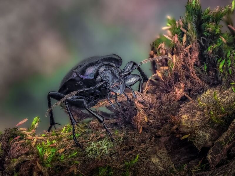 фото превью