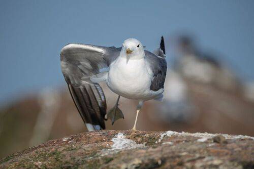 На разминку становись