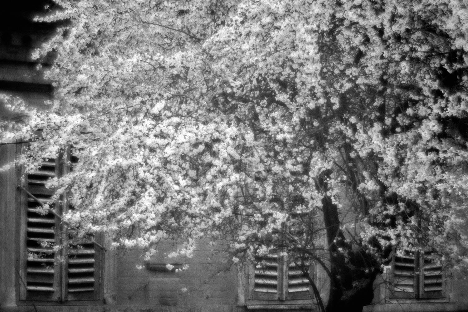 , Андрей Петросян