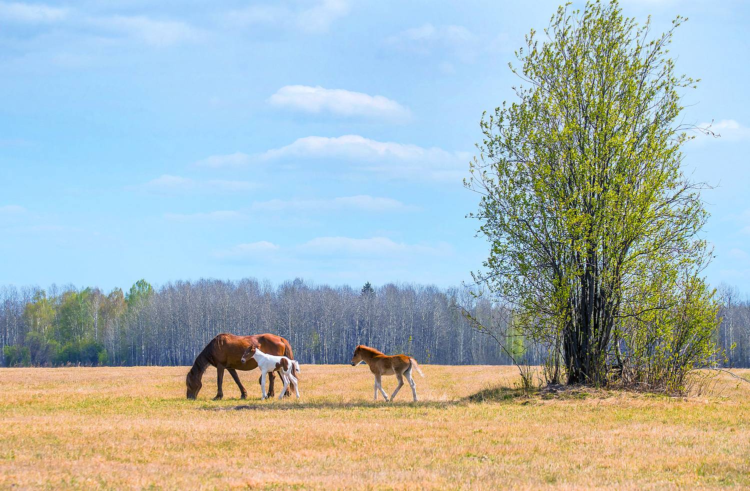 символ года, двойняшки, майская зелень, Белоусов Михаил