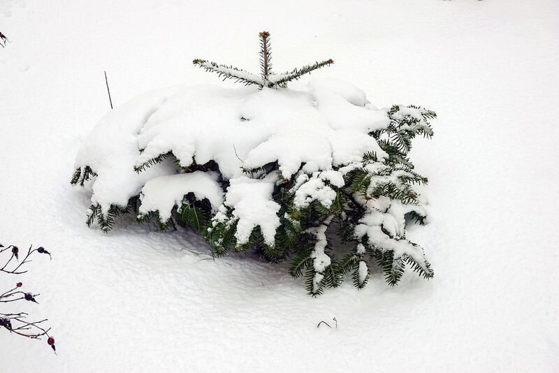 Мороз снежком укутывал фото превью