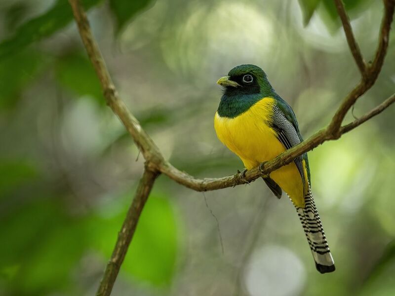 Graceful Black-throated Trogon фото превью