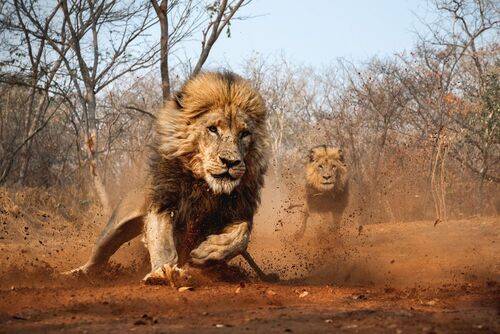 Lion Encounter.