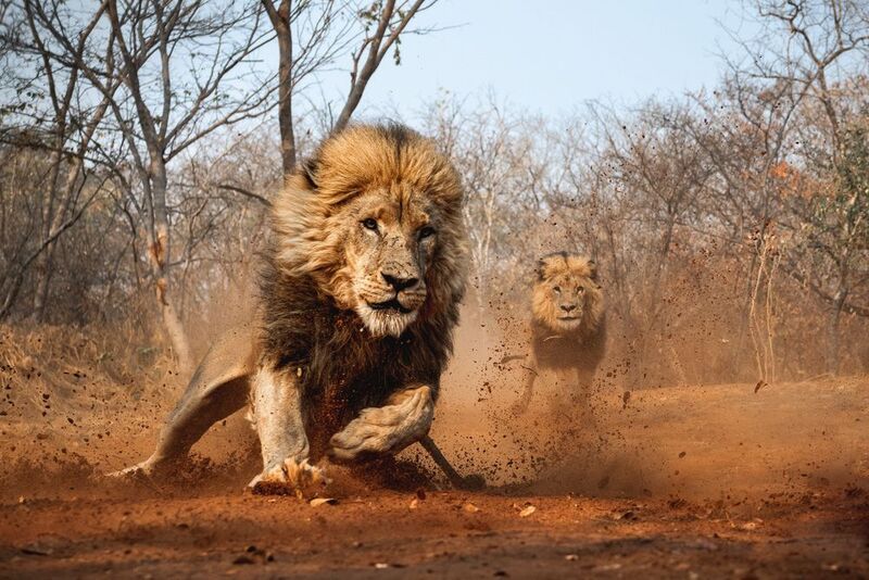 lion, africa, wildlife, лев, львы, африка, животные. Lion Encounter. фото превью