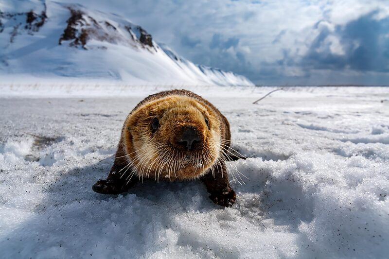 калан, морской бобр, морская выдра, калаха, командорские острова С Новым годом, друзья фото превью