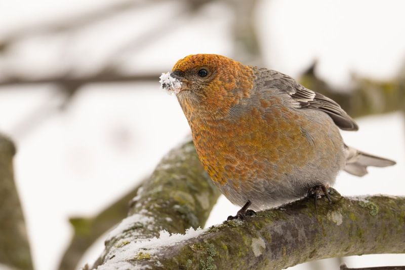 щур, птицы  фото превью