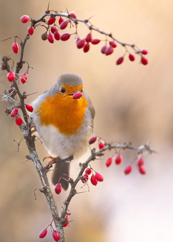 Robin фото превью