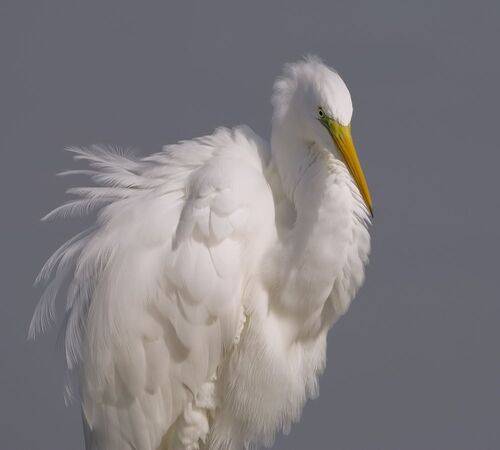 Happy New Year! Большая белая цапля - Great Egret