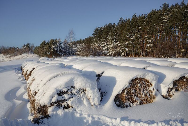 Новогодние роллы заказывали? фото превью