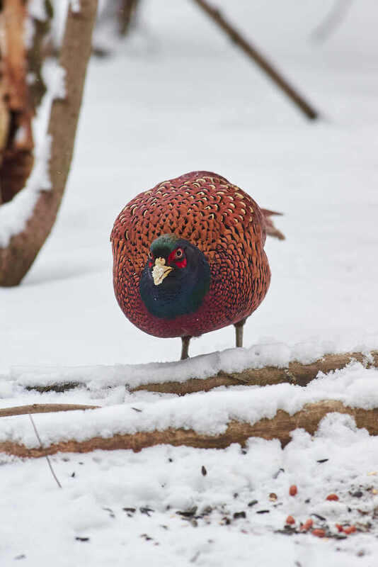 фазан, птицы, волгоград,  Фазан фото превью