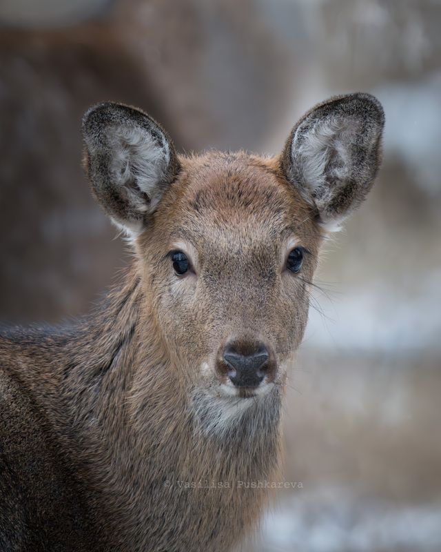 Олень, пятнистый олень Олененок  фото превью