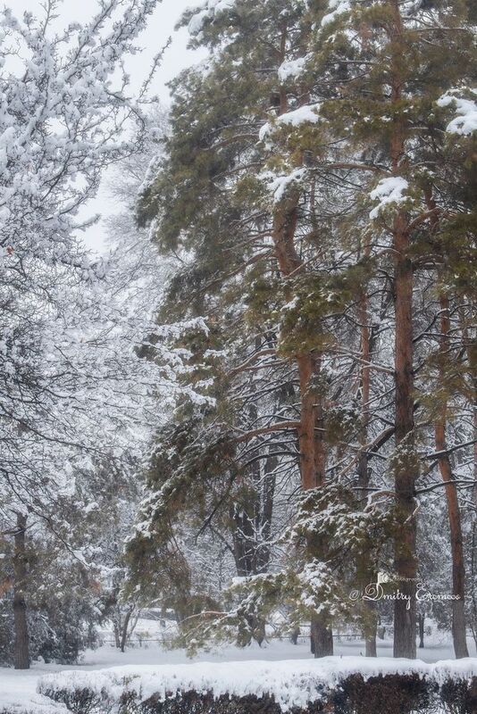 зимнийпарк, зима, снег, аллеи, природа Когда парк засыпает под белым одеялом, просыпается сказка... фото превью