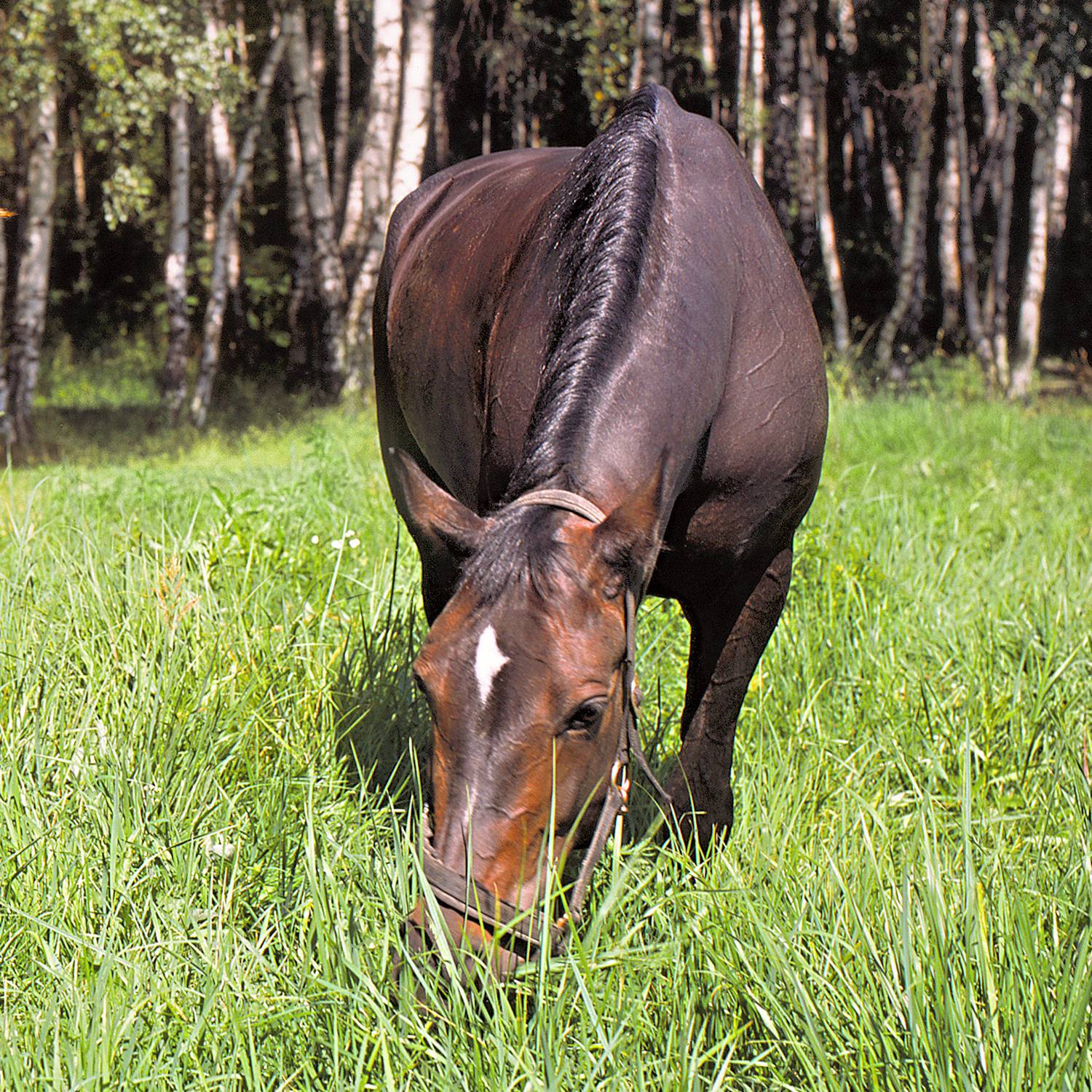 , Алексеев Сергей