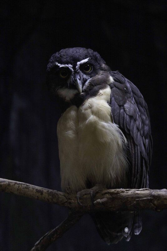 Spectacled owl фото превью