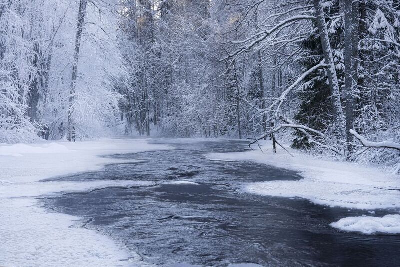 Зимний лес фото превью