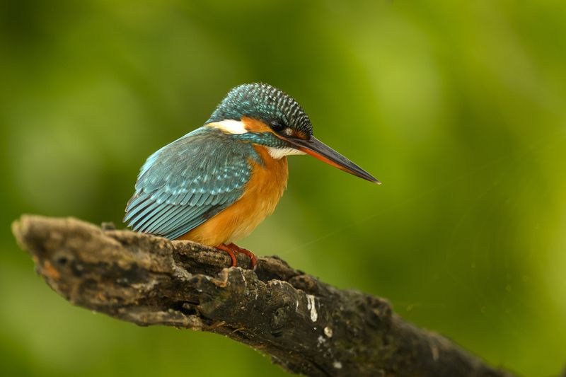 С Новым годом! фото превью