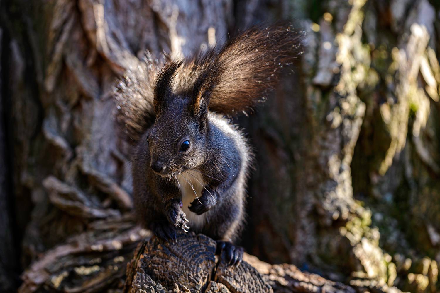 , Светослав Радков