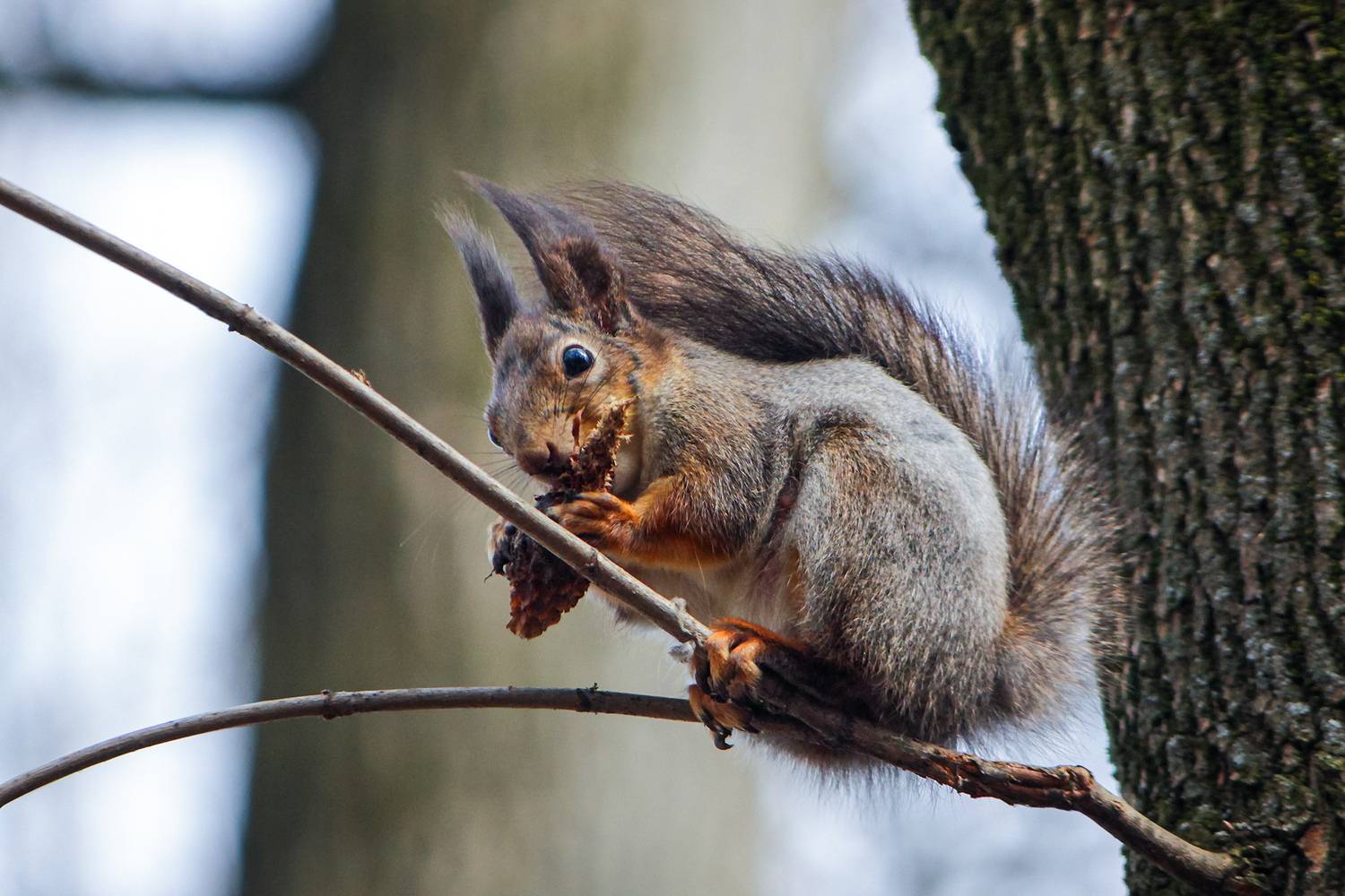 белка, белка обыкновенная, векша, sciurus vulgaris, КарОл