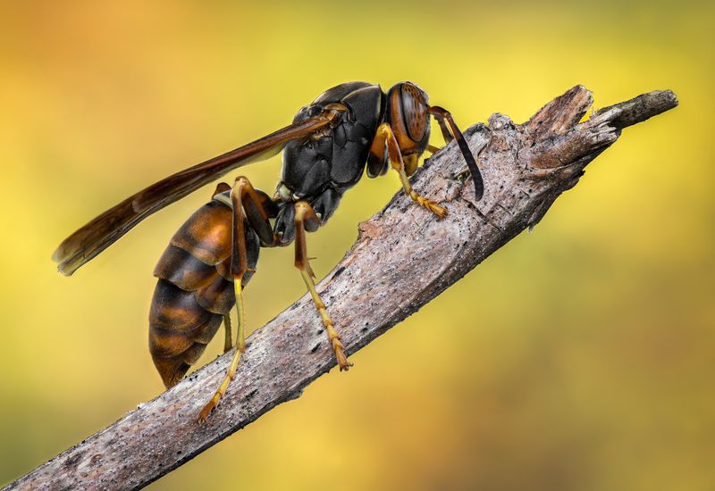 Perching warrior фото превью