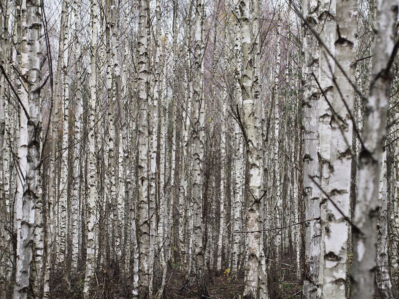 Берёзовые прятки фото превью