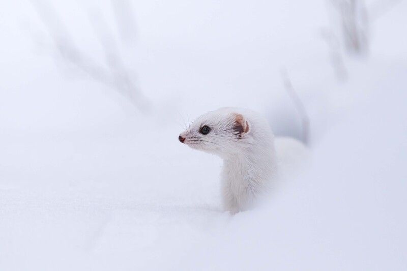 Маленький охотник фото превью