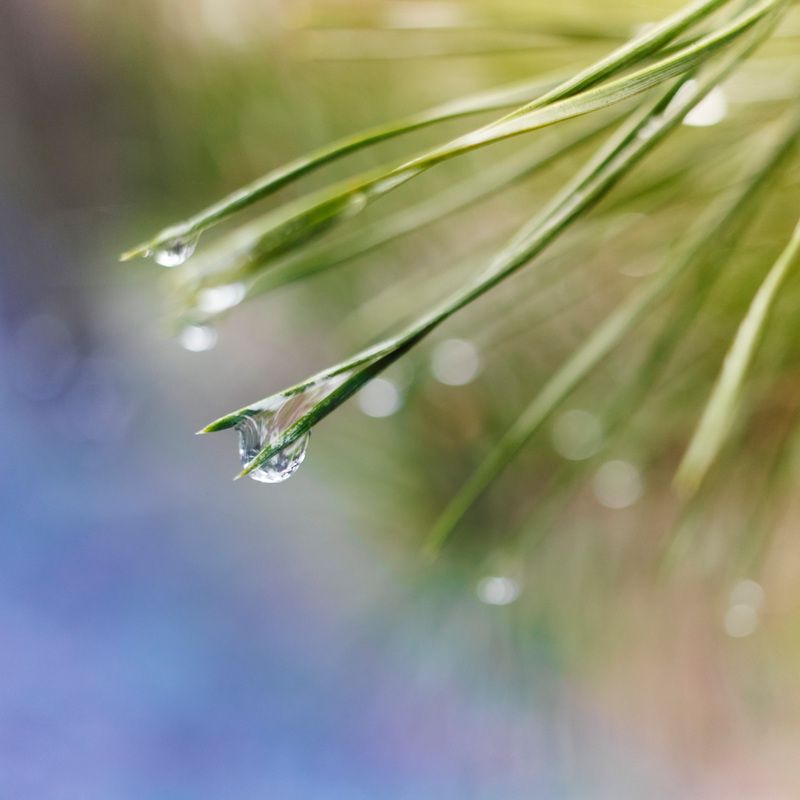 лес, хвоя, капли Лесная зарисовка фото превью