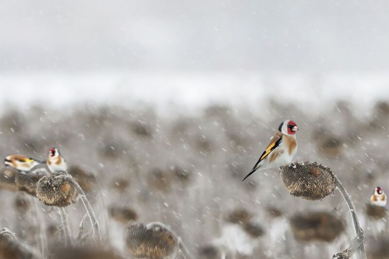 На подсолнухе фото превью