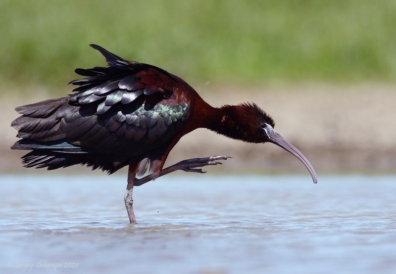 Каравайка фото превью