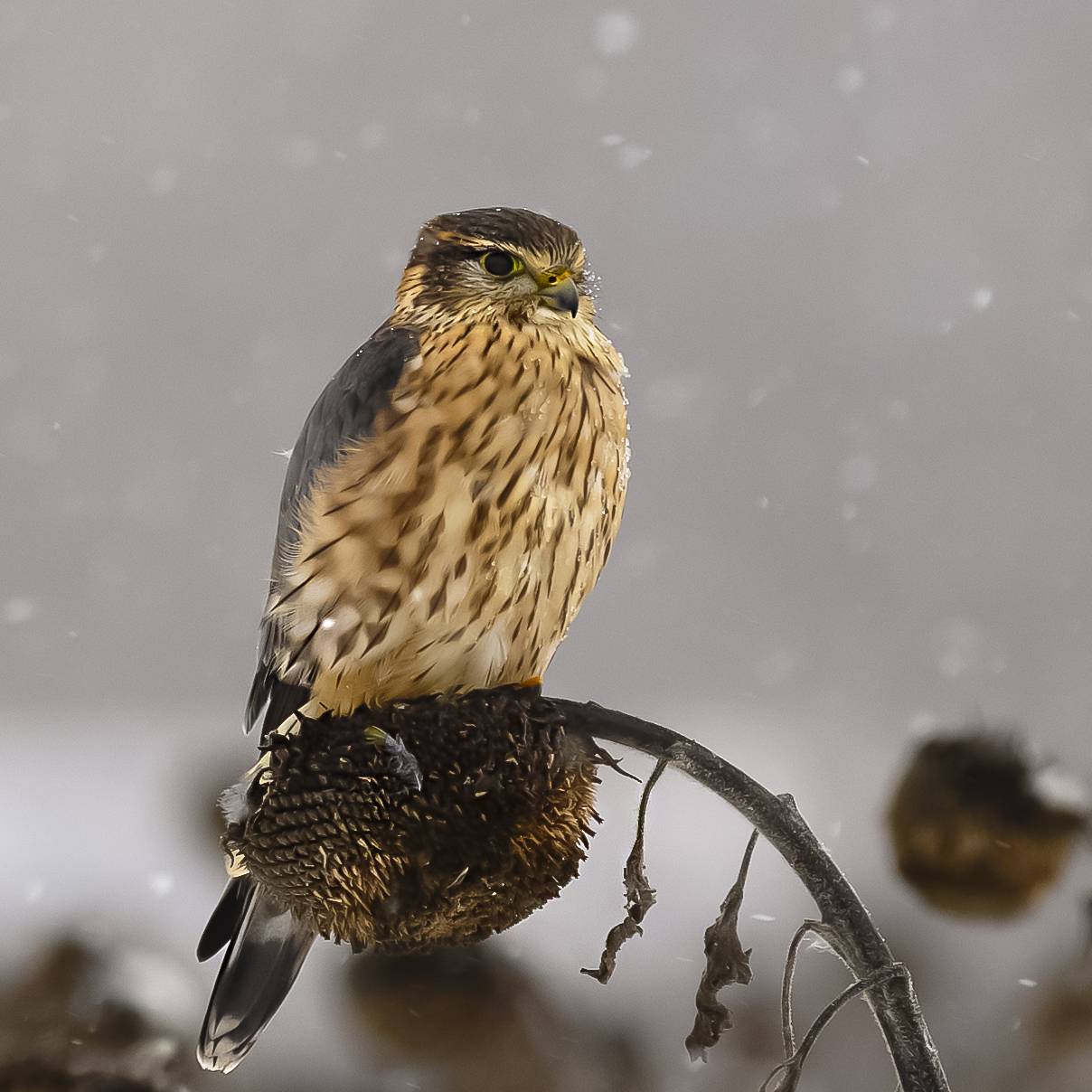 природа, Валерий Черняк