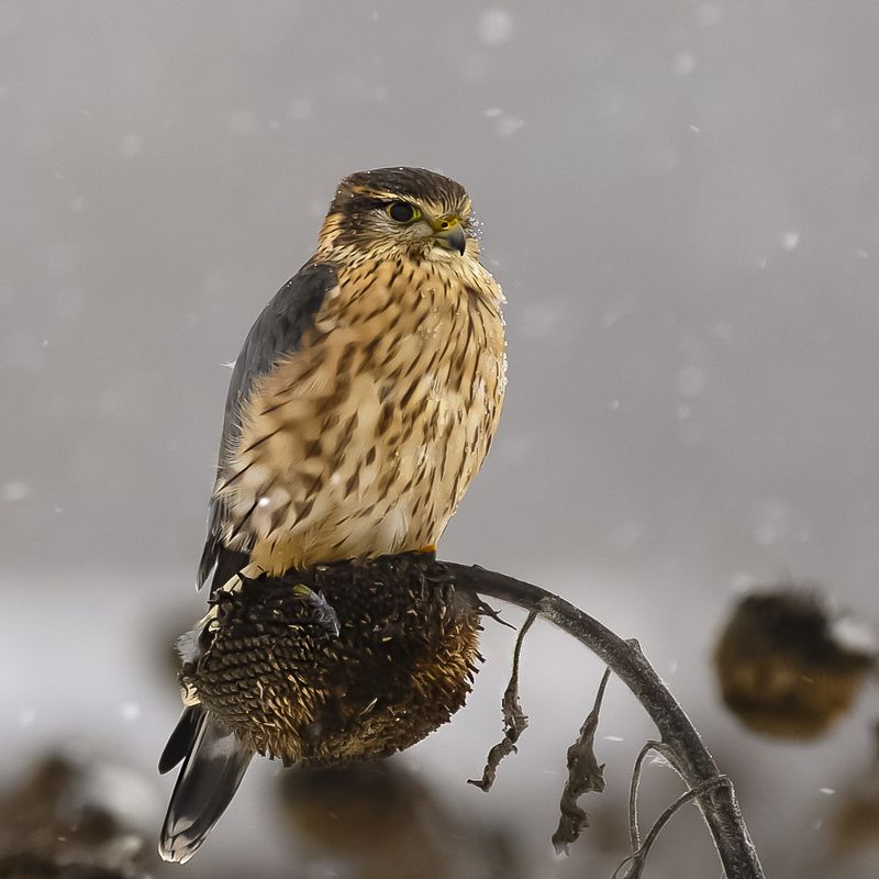 Дербник фото превью