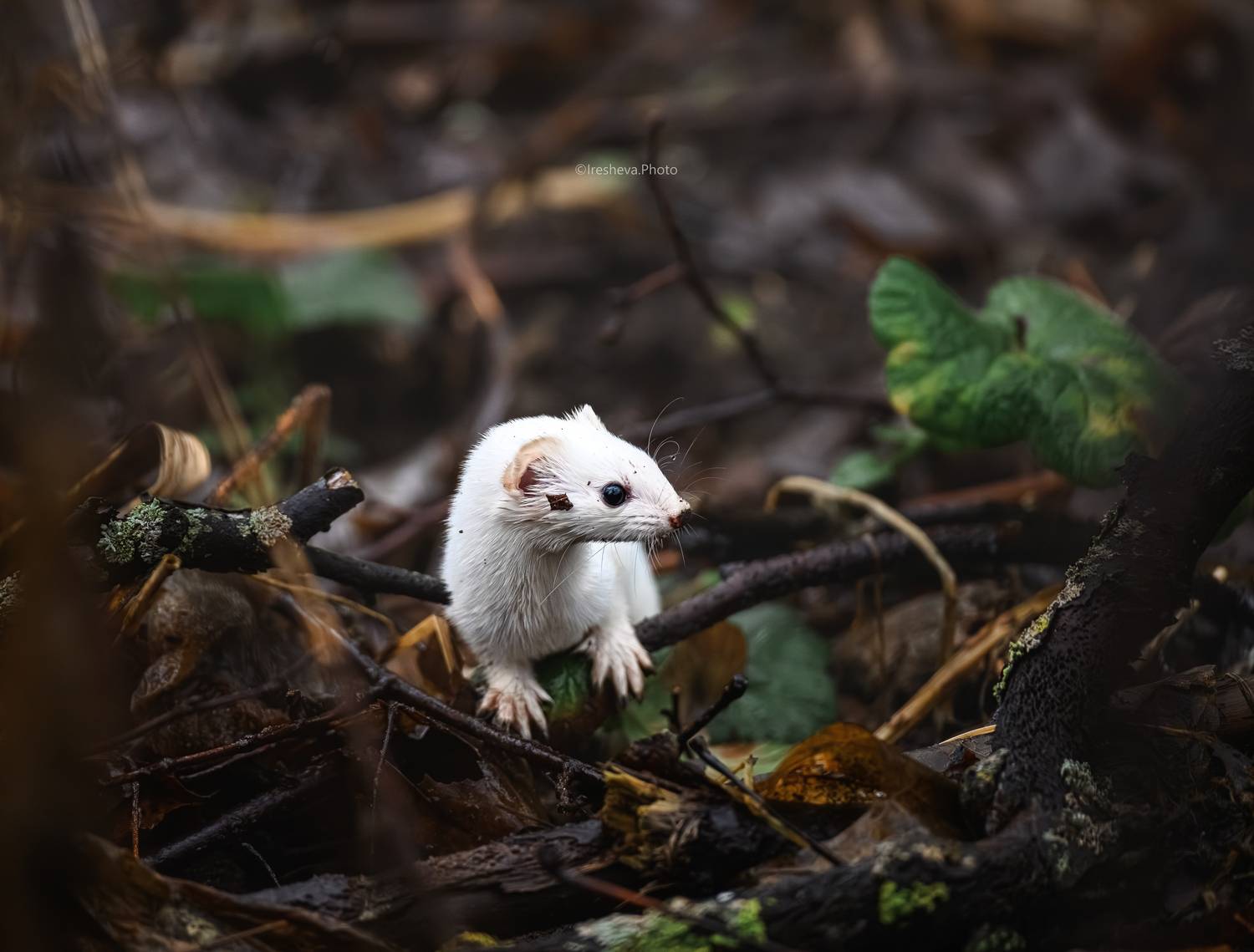 Ласка, Ирешева Мария