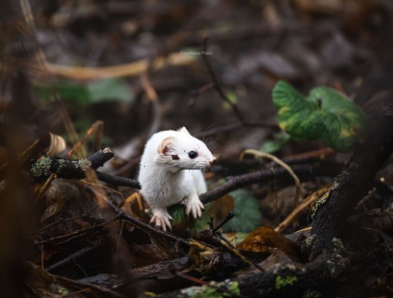 Ласка Ласка фото превью