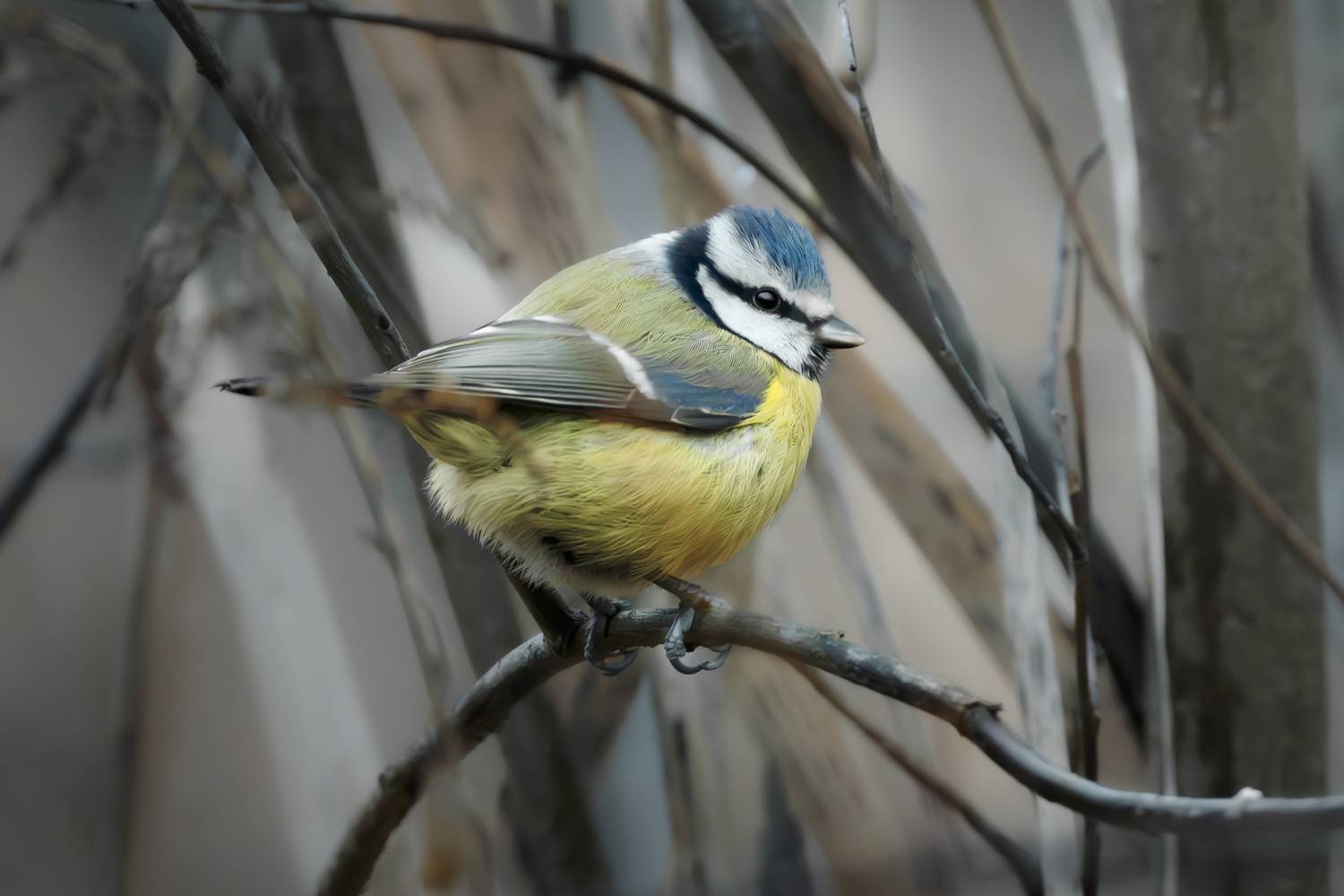 wildlife, birdwatching, nature, bird photography, птица, фотоохота, природа, лазоревка, синица, Полина Шальнева