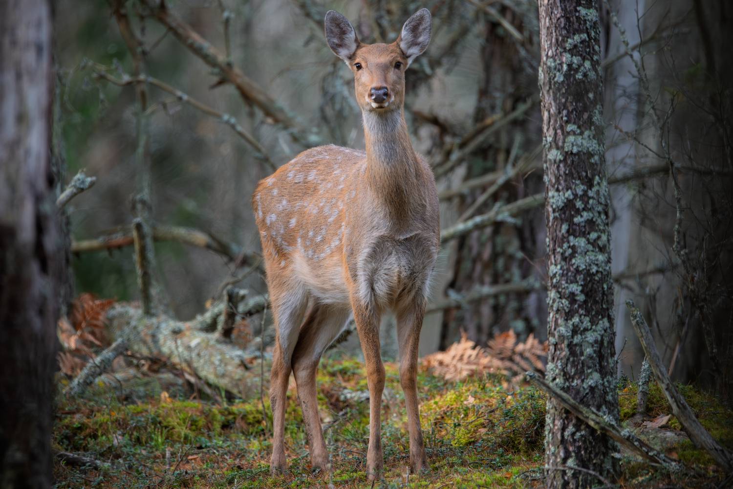 олень, пятнистый олень,, Дмитрий Федорако