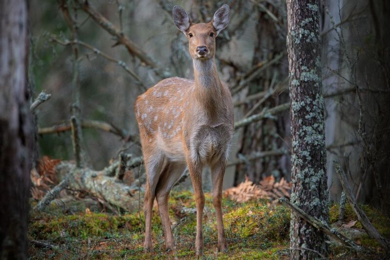 олень, пятнистый олень, Тихое знакомство фото превью