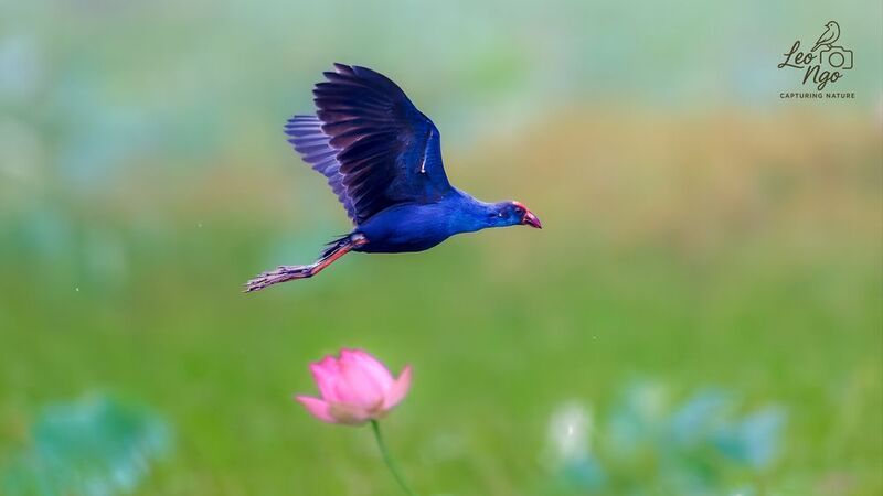 One frame, two beauties: purple wings and a pink lotus. фото превью