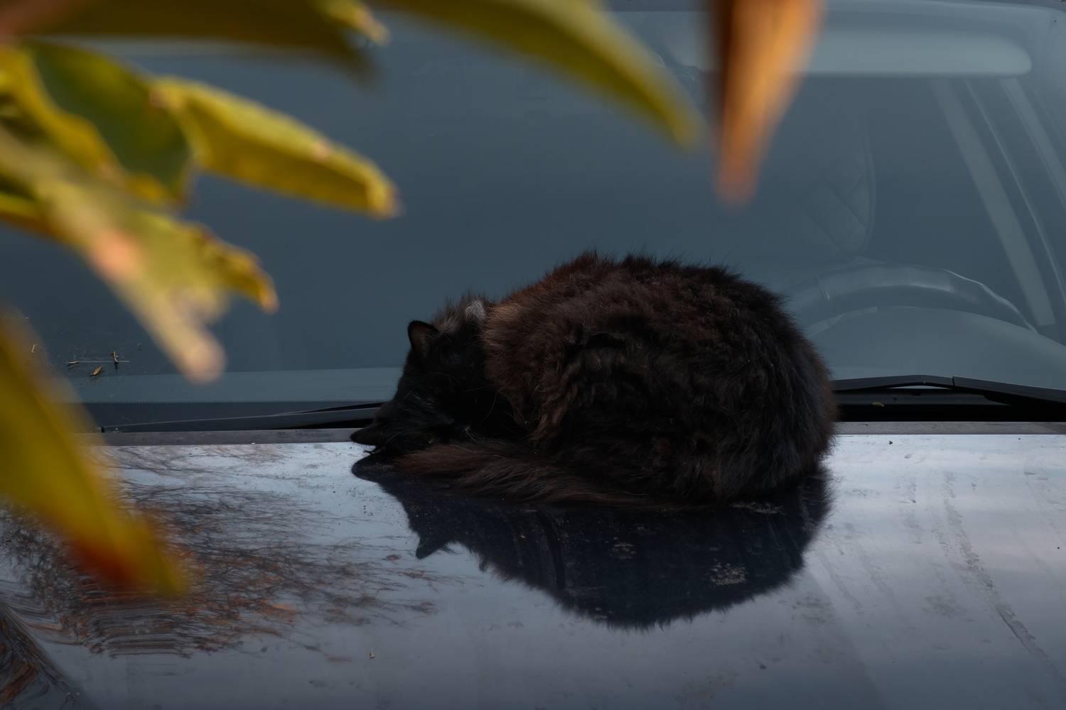 , Какоткин Роман