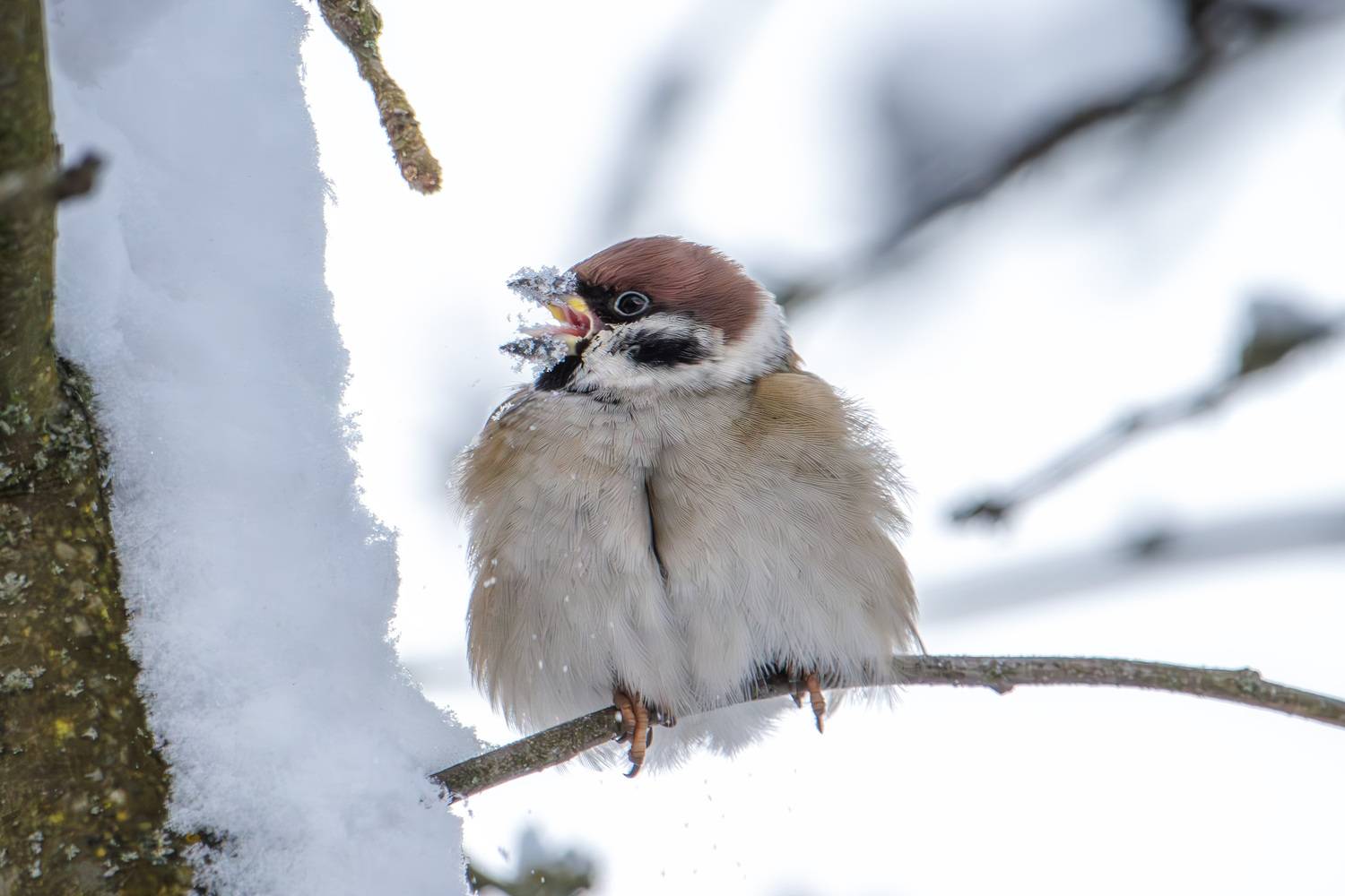 , Морозов Сергей