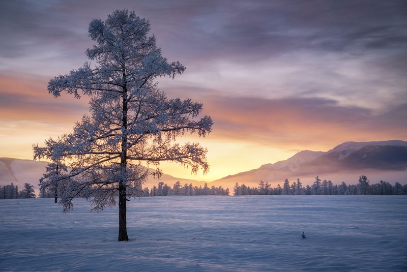 алтай, горный алтай, пейзажи алтая, кош-агачский район, курайская степь, горы, зимний алтай За полчаса до рассвета фото превью